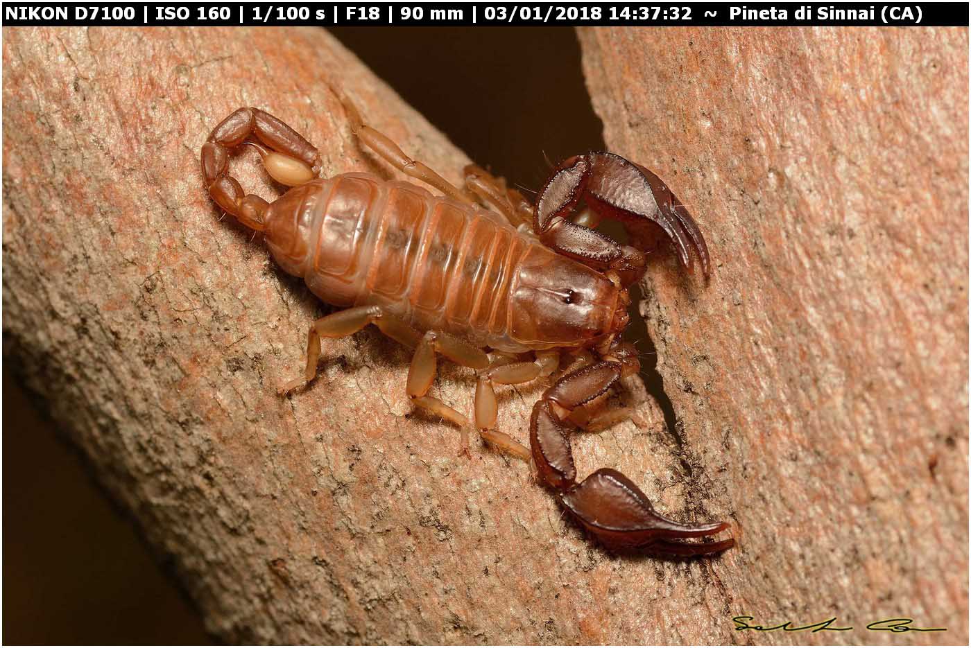 Euscorpius cf. canestrinii da Sinnai